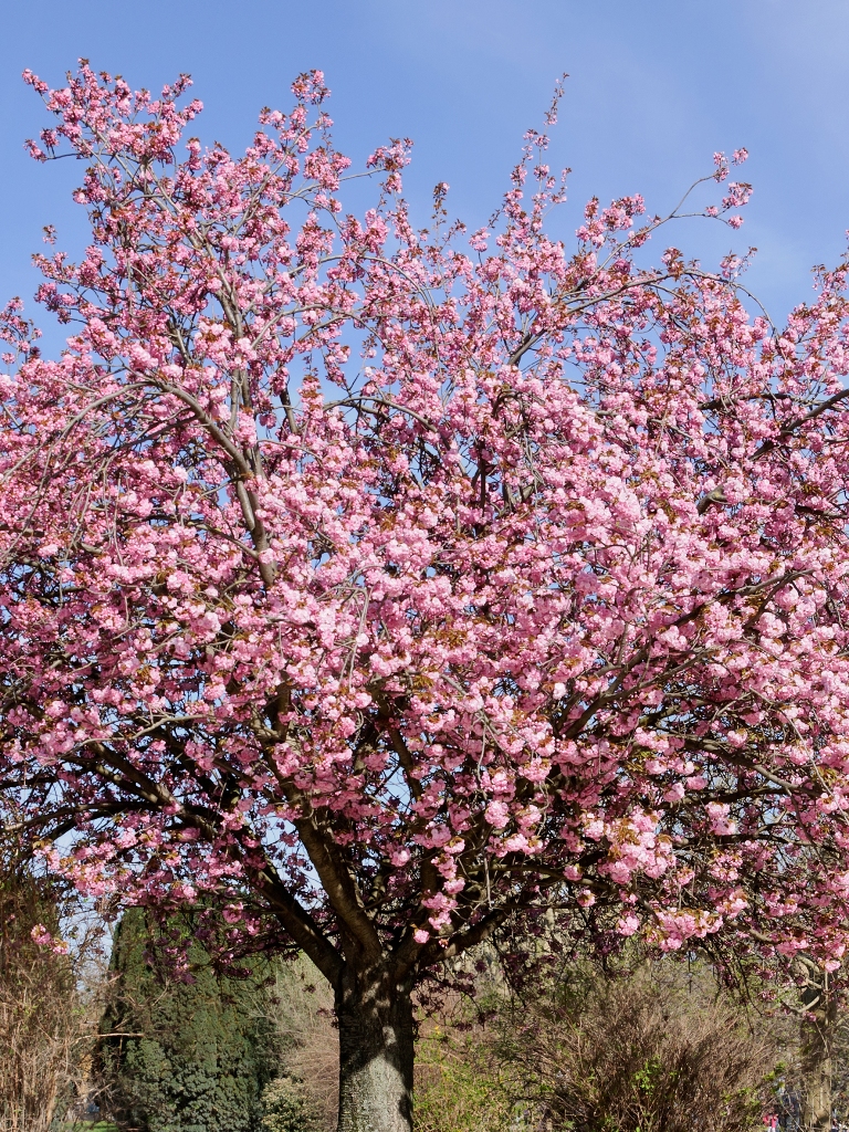 Der Kirschenbaum